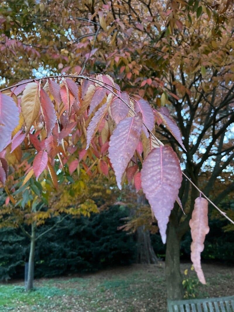Zelkova 20
