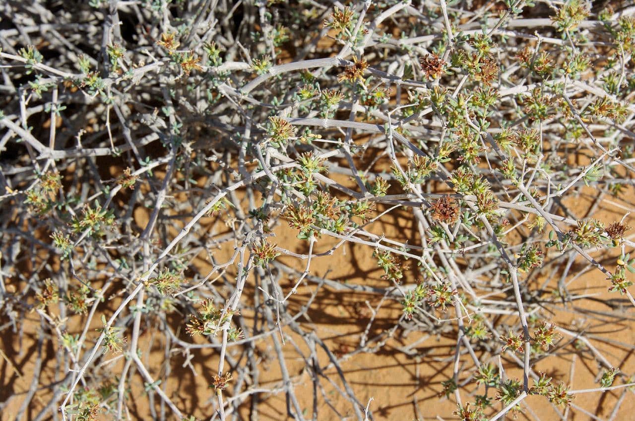 Gymnocarpos 13
