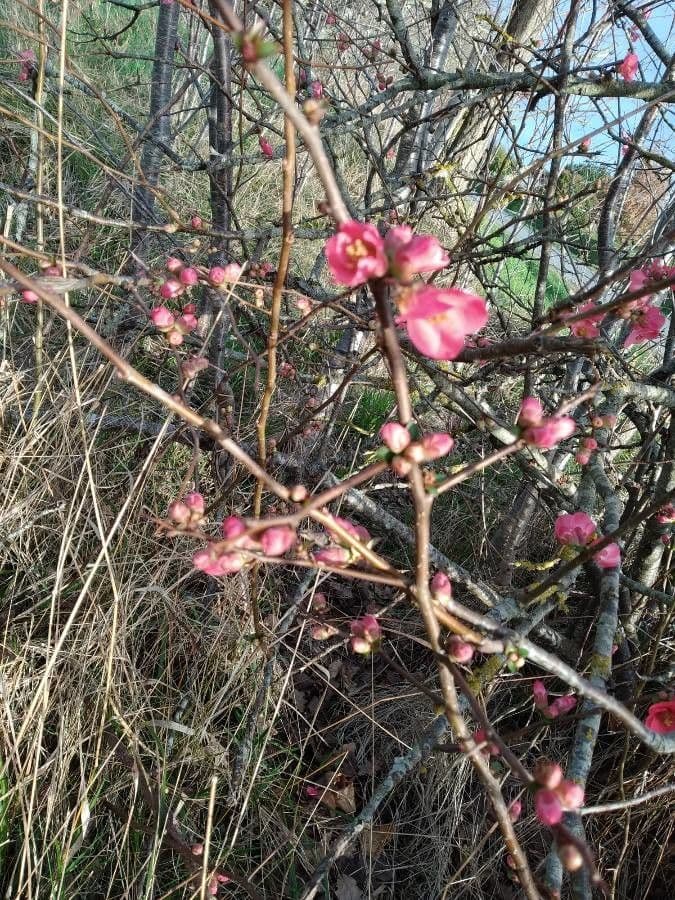 Cotogno giapponese 25