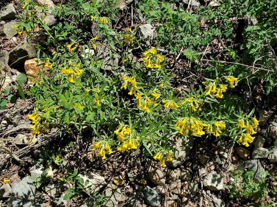 Erba-tosta multiflora 2