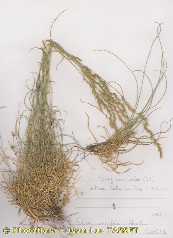 Festuca longifolia 4