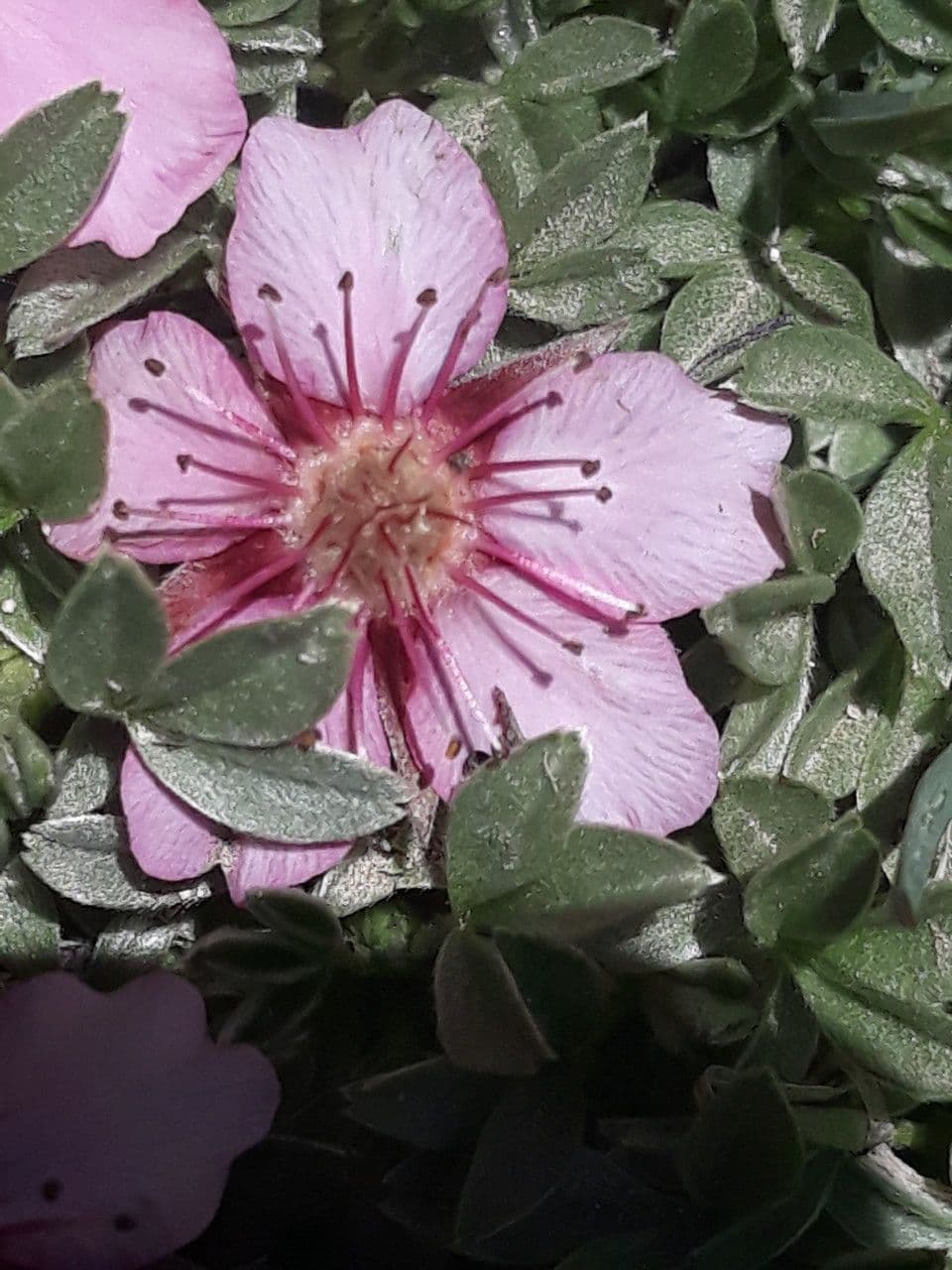 Potentilla lucida 21