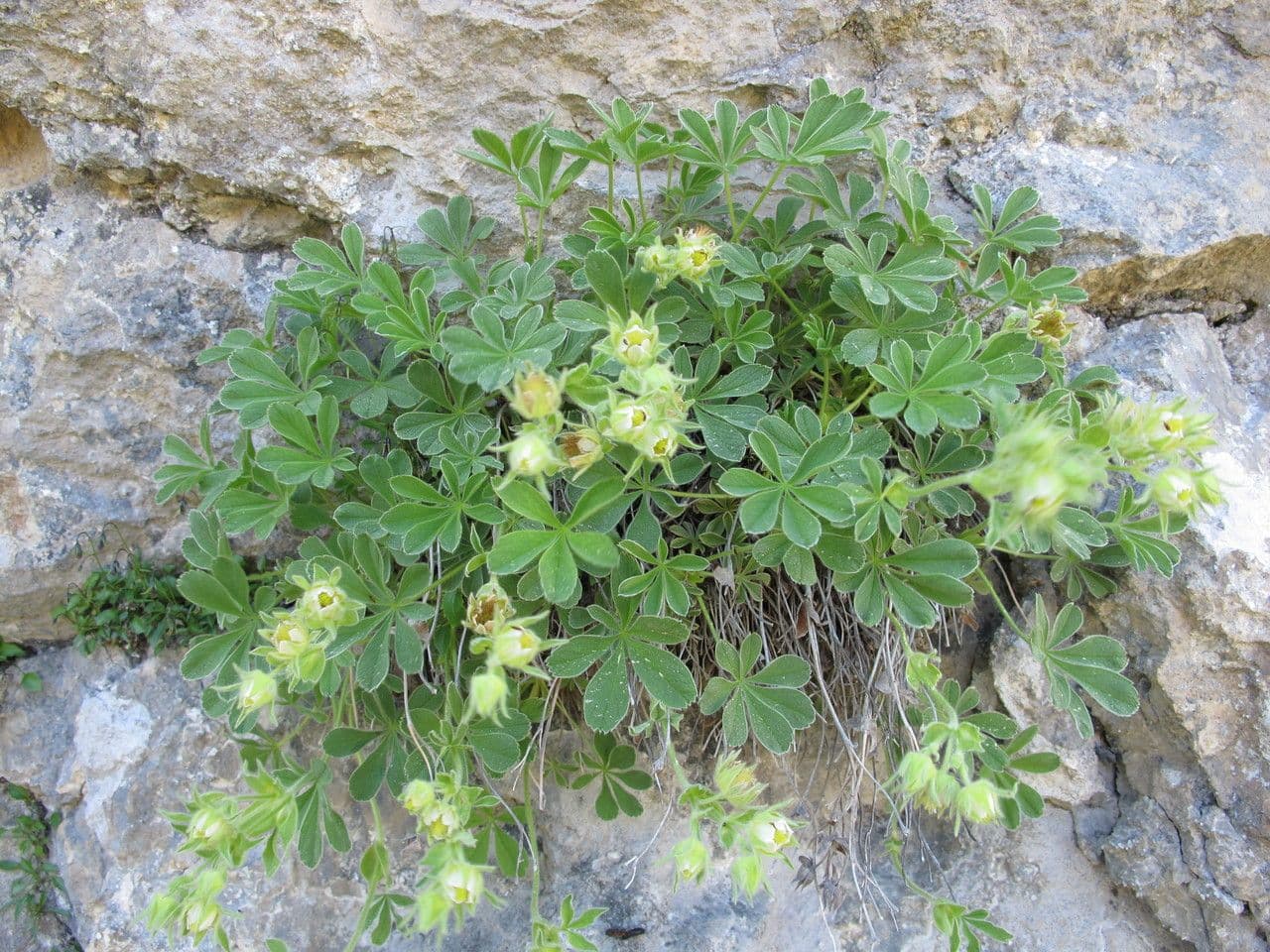 Schneehügel Fingerkraut 10