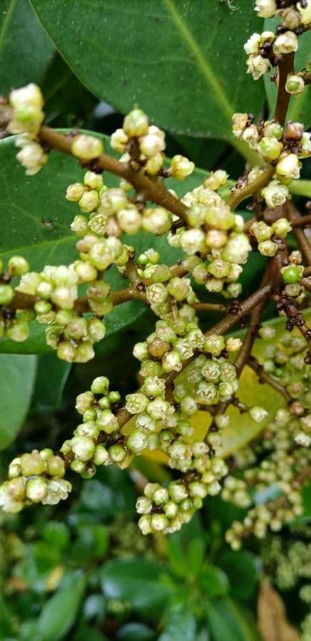 Karapofrucht 6
