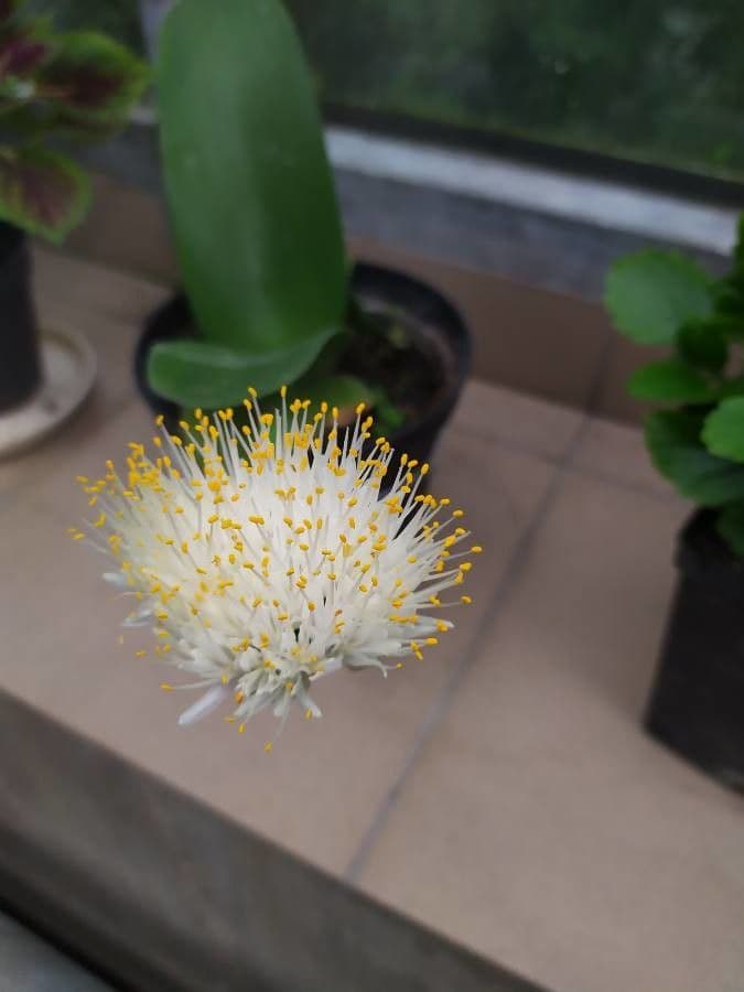 Haemanthus 6