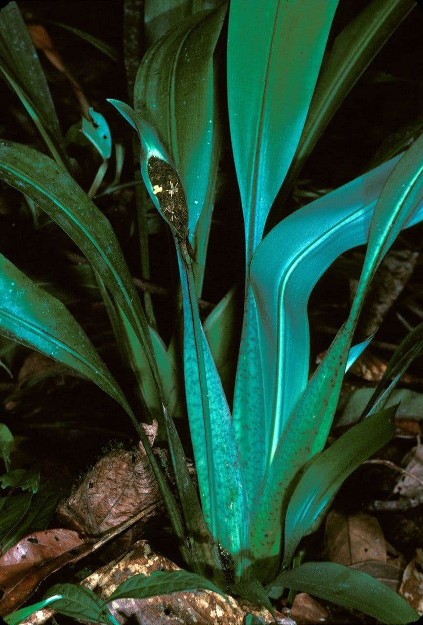 Spathanthus 5