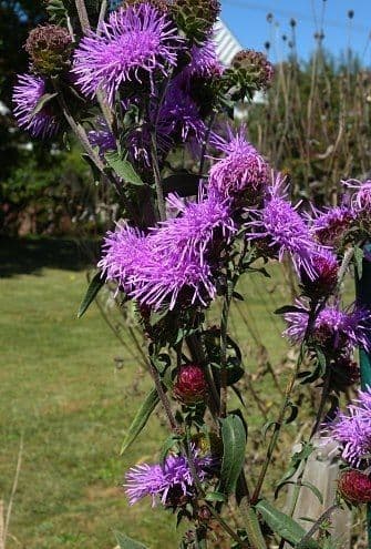 Liatris 9