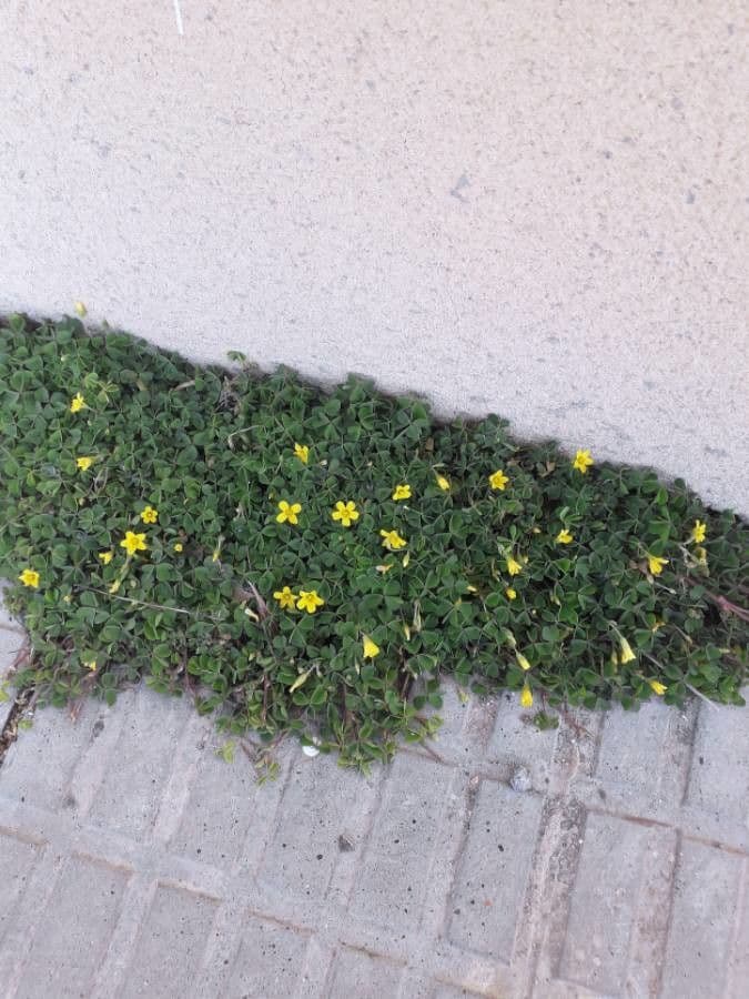 Vinagrera 15