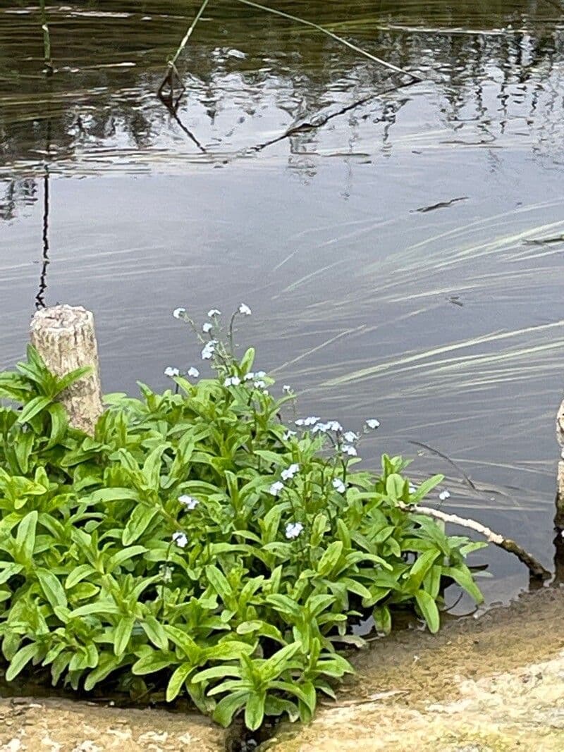 Forget-me-not 12