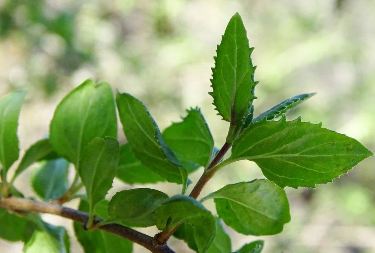 Keckiella cordifolia 19