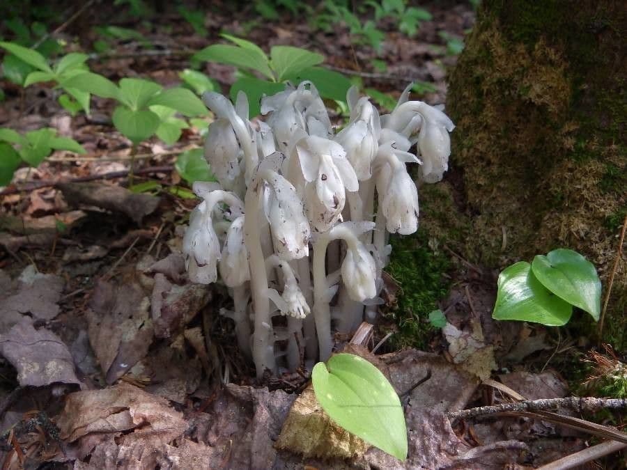 Ipopitide uniflora 10