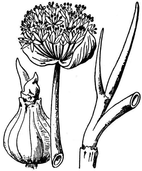 Cebula dymka 25