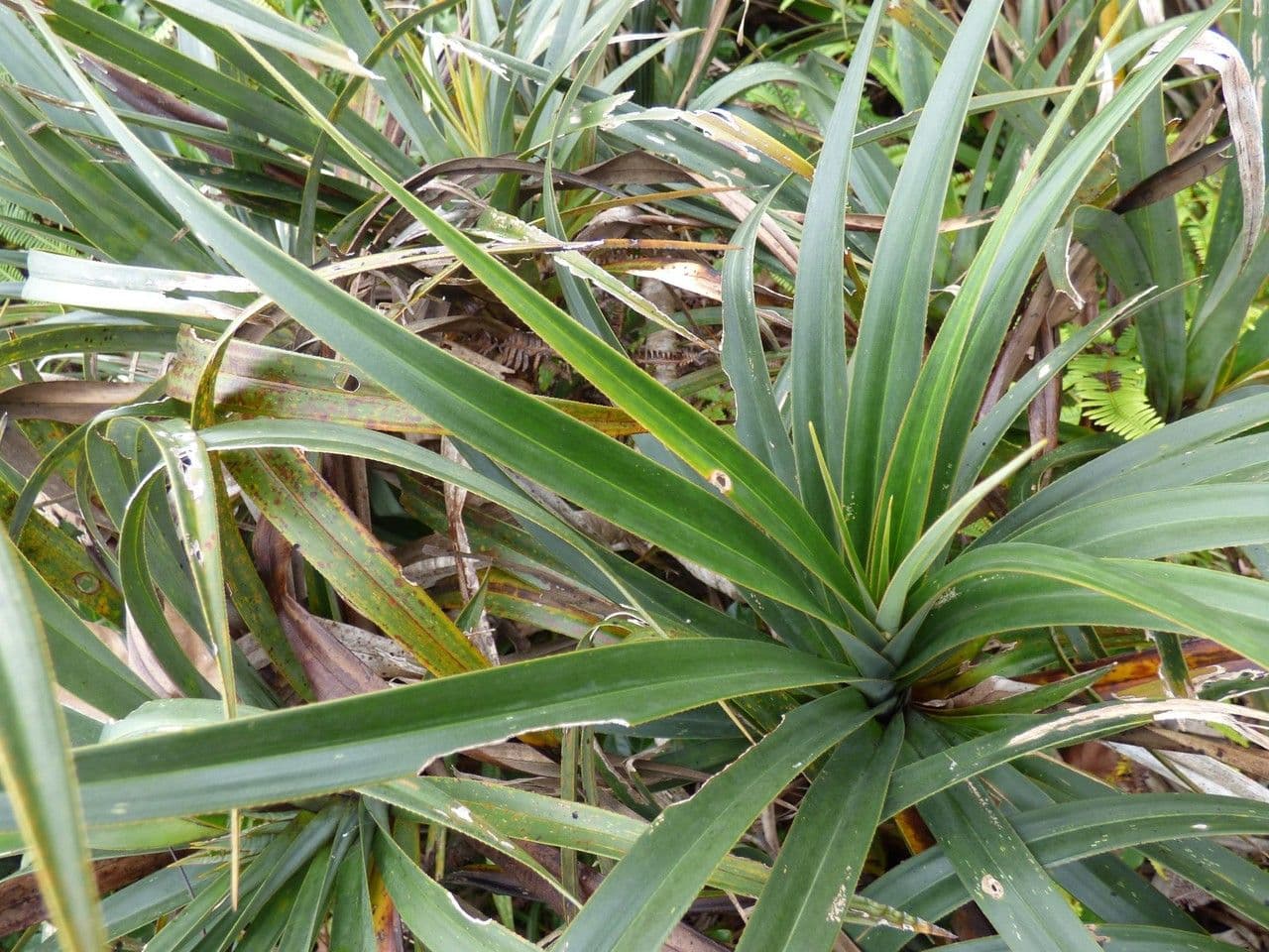 Pandanus 13