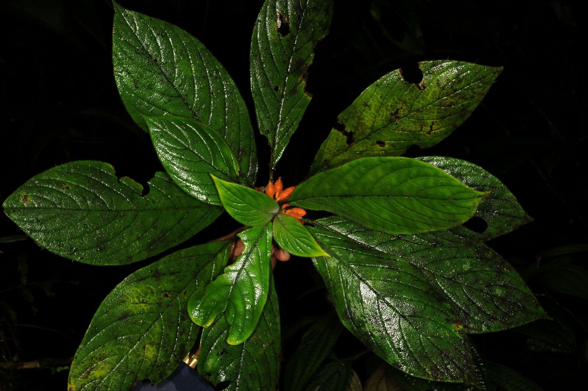 Besleria 6