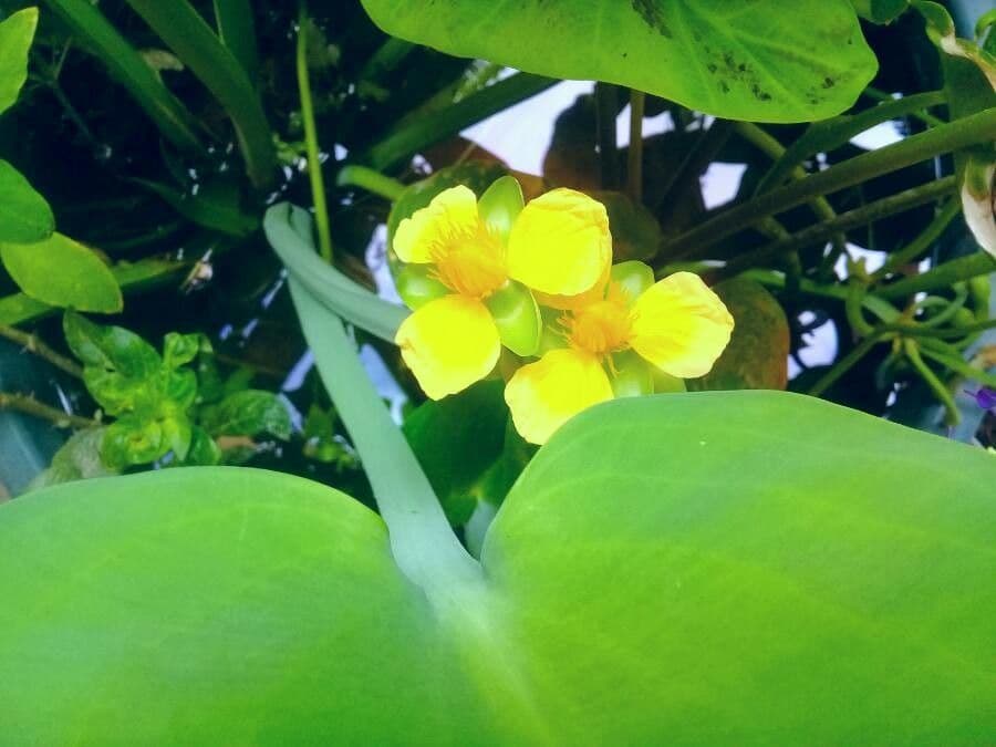Limnocharis 5