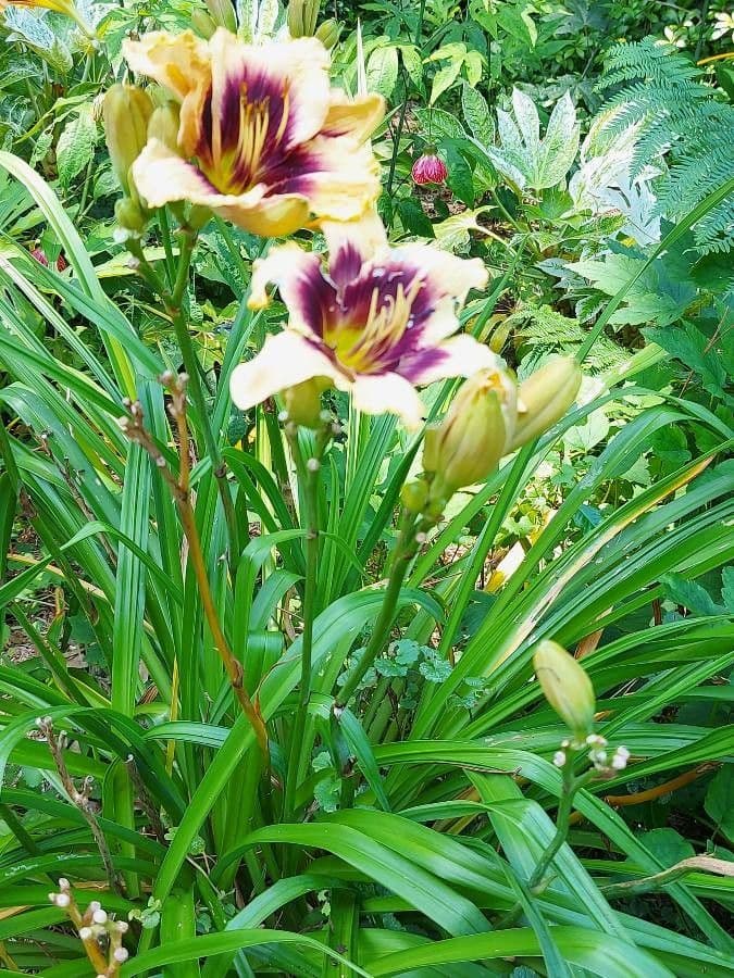 Emerocallide fulva 26