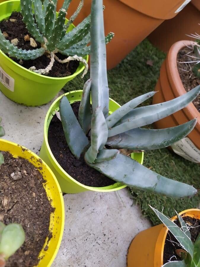 Aloe 3