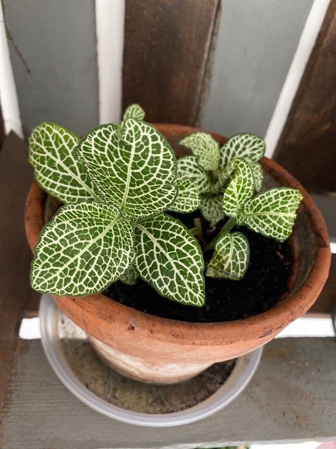 Fittonia 7