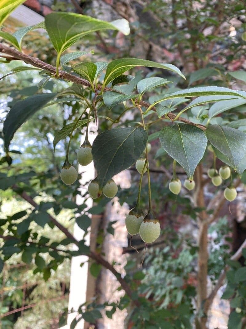 Styrax japonicus 2