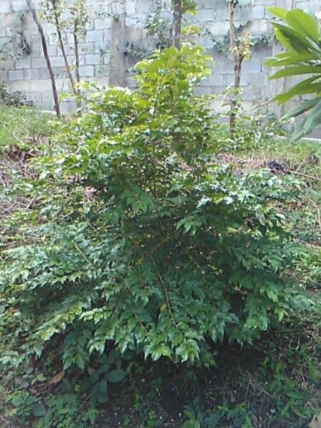 Dovyalis del Ceylon 11