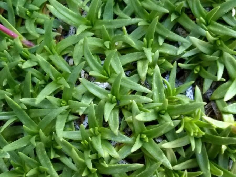 Steinrose 12