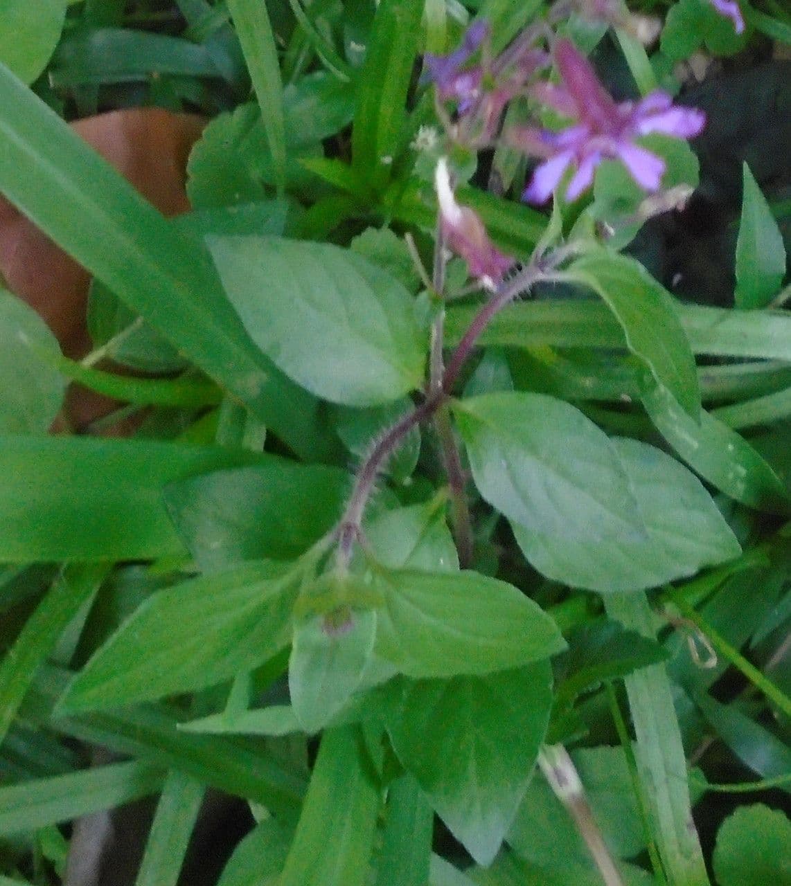 Cuphea racemosa 13