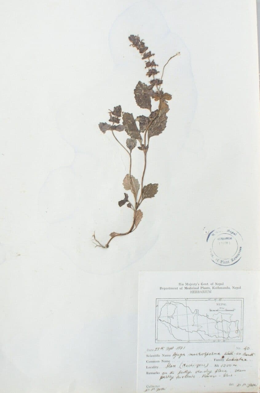 Ajuga 2