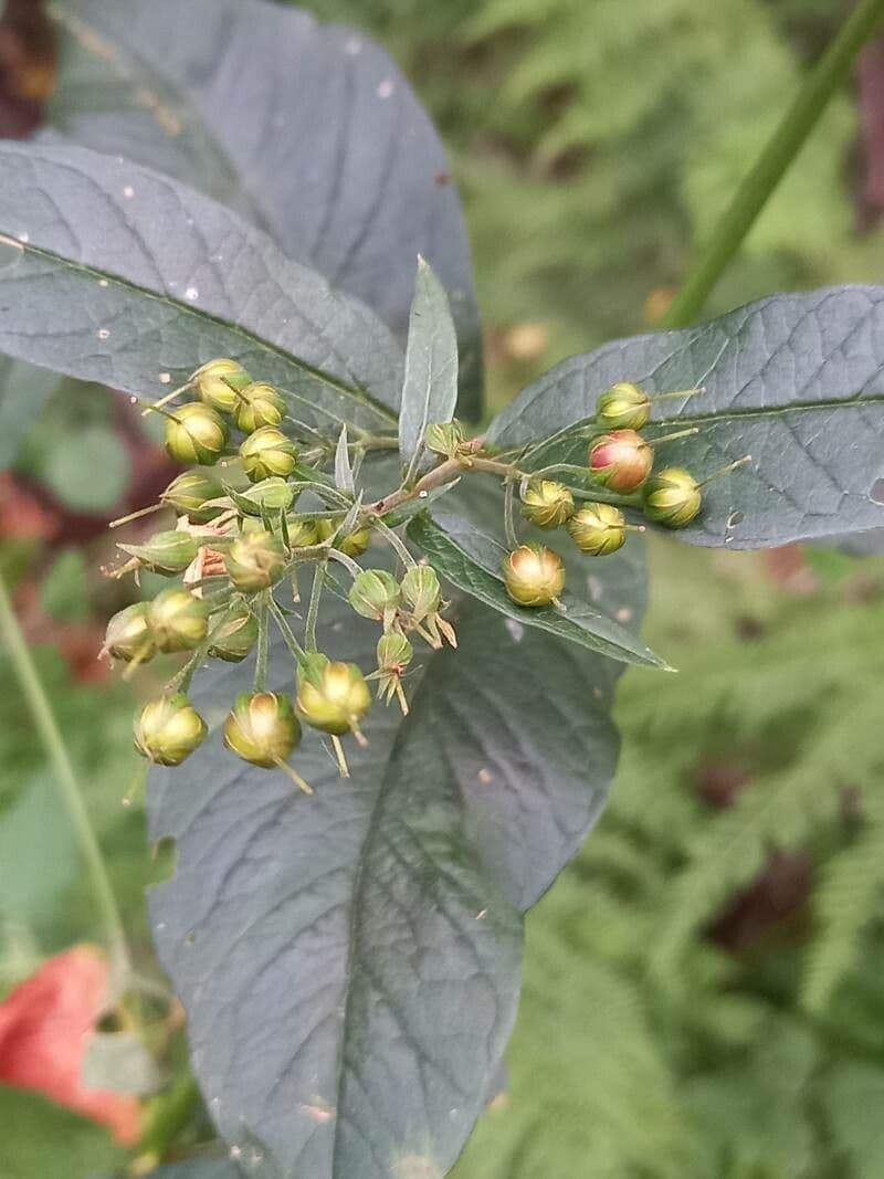 Lisimaquia 29