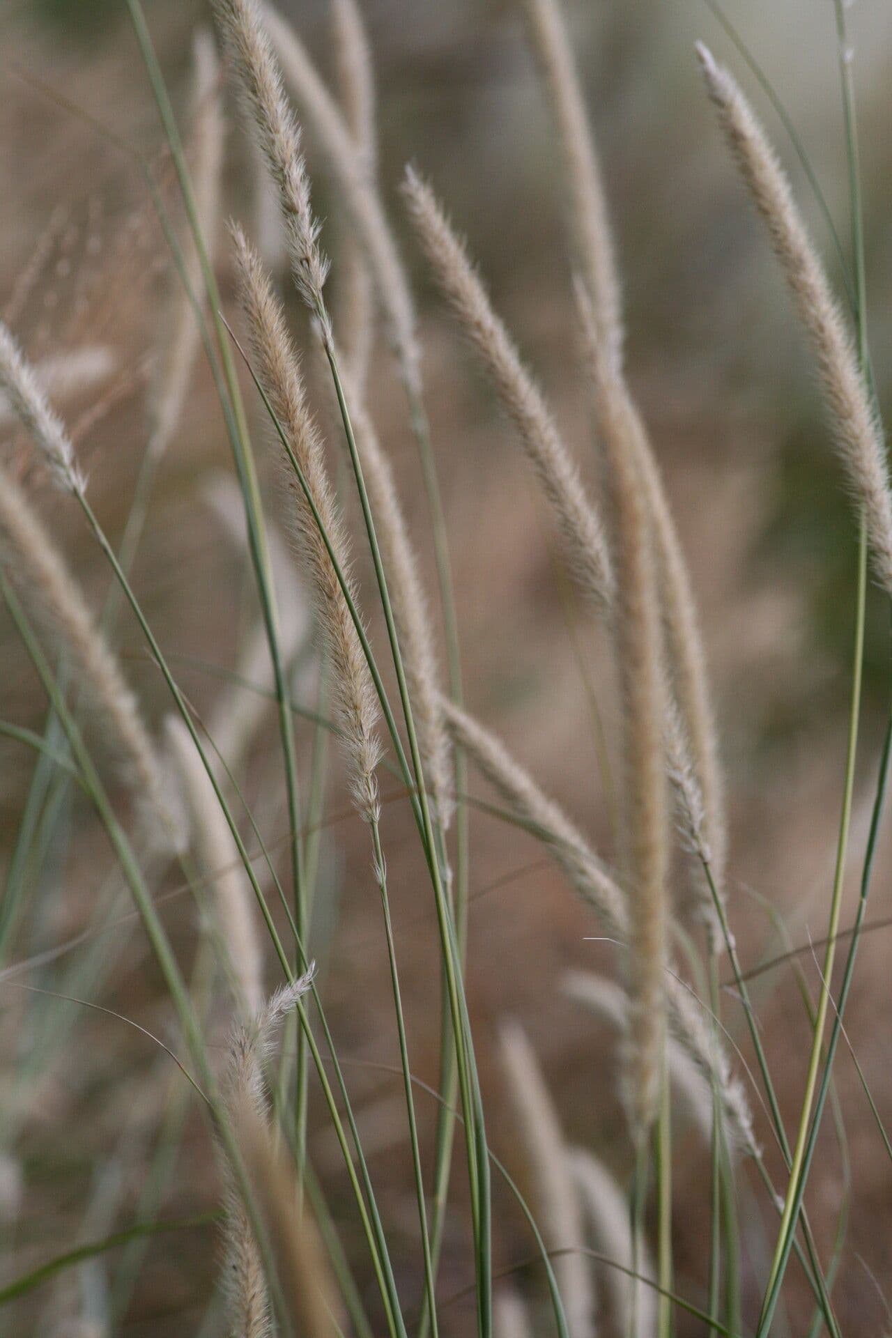 Erba piuma africana 3