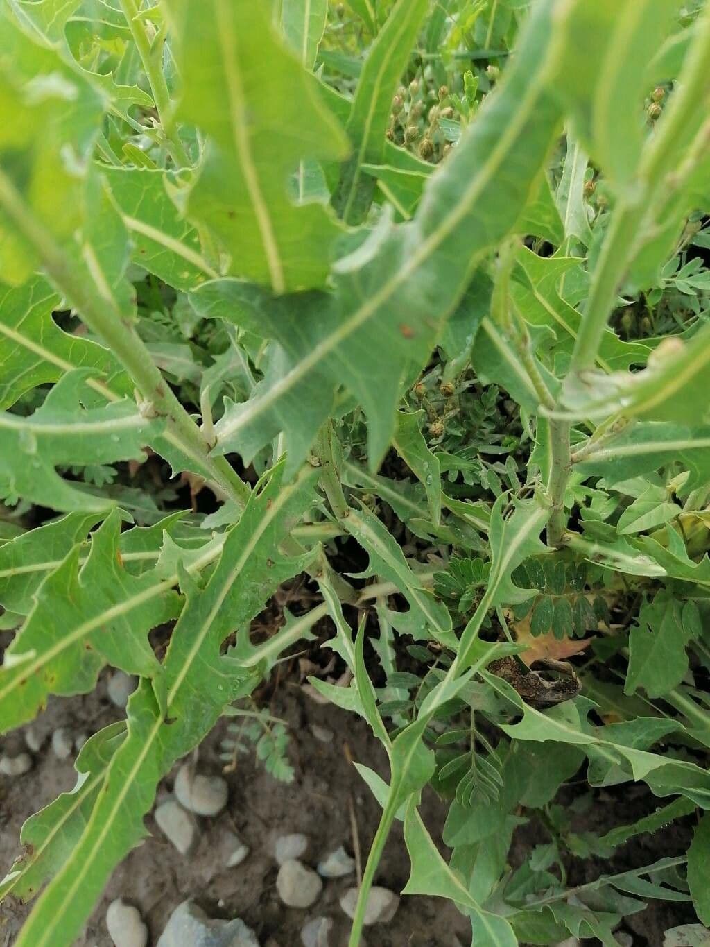 Lactuca tatarica 12