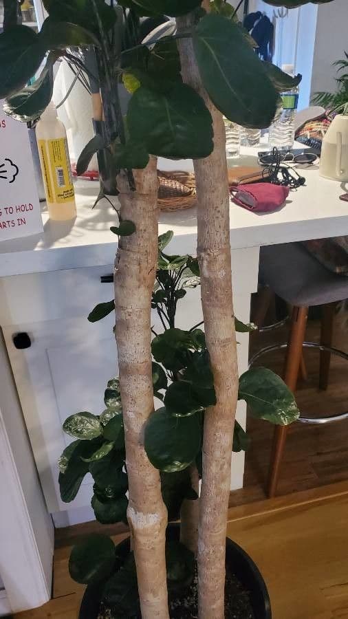 Polyscias štítnatá 16