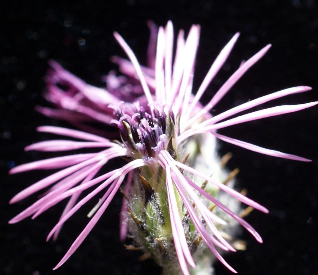 Volutaria tubuliflora 2