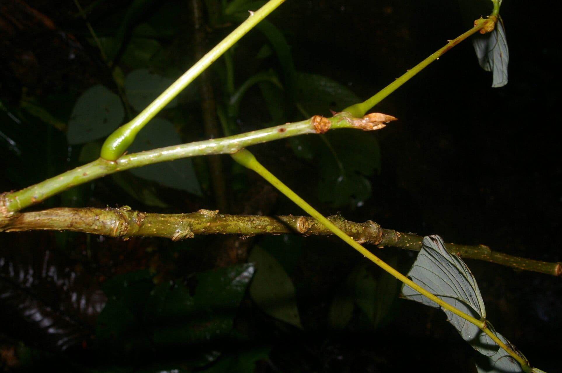 Erythrina garbatá 16