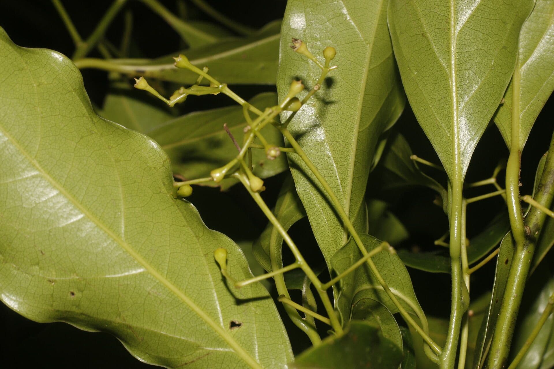 Ocotea