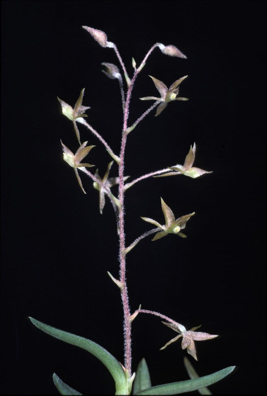 Epidendrum 2