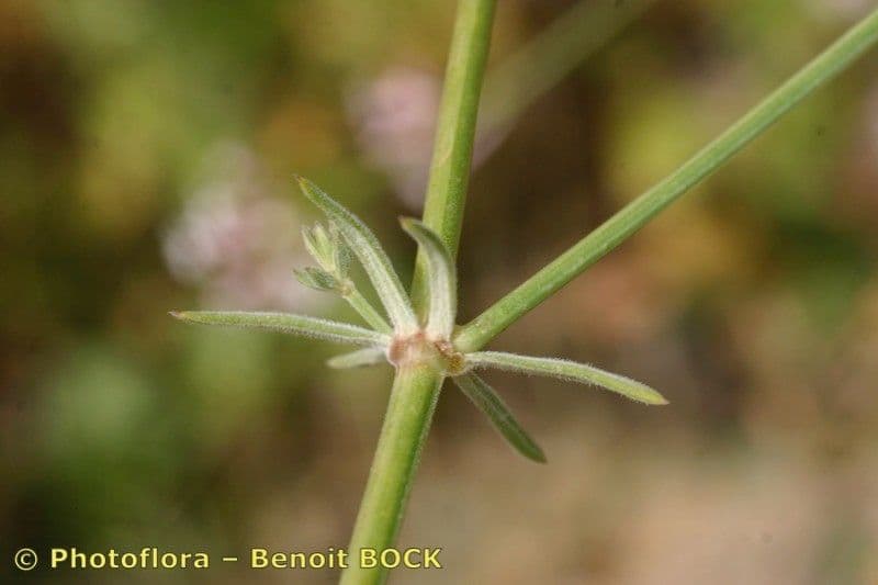 Asperula hirsuta 16