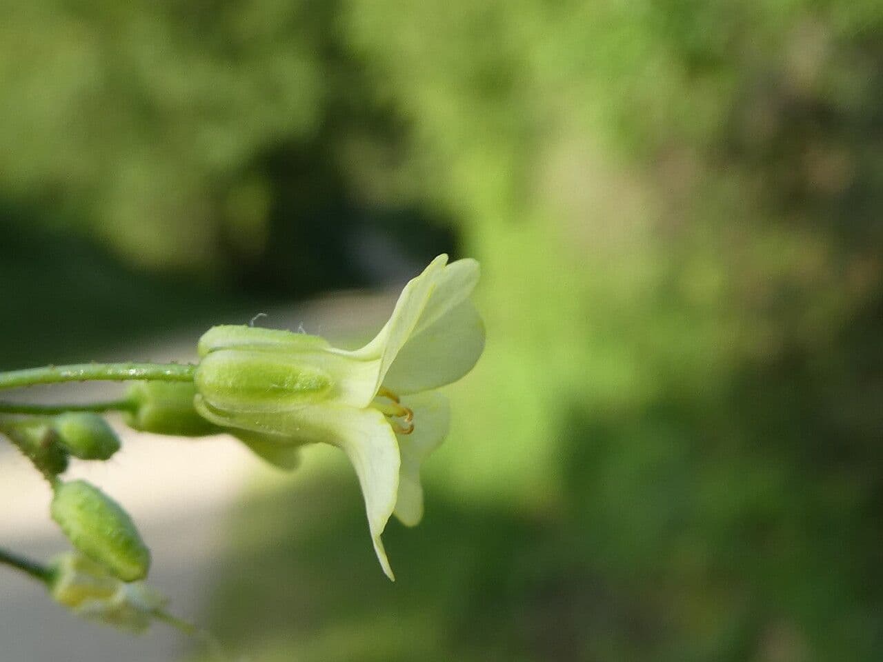 Bunias erucago 6