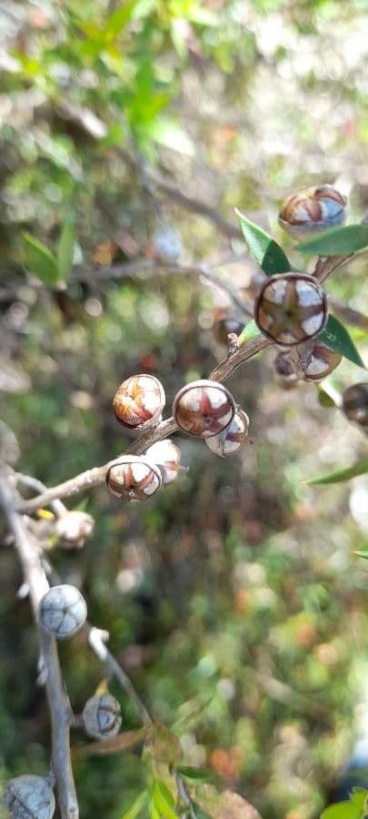 Dillwynia retorta