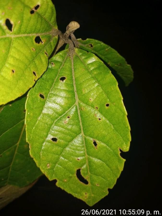 Alchornéa cuorifolia 6