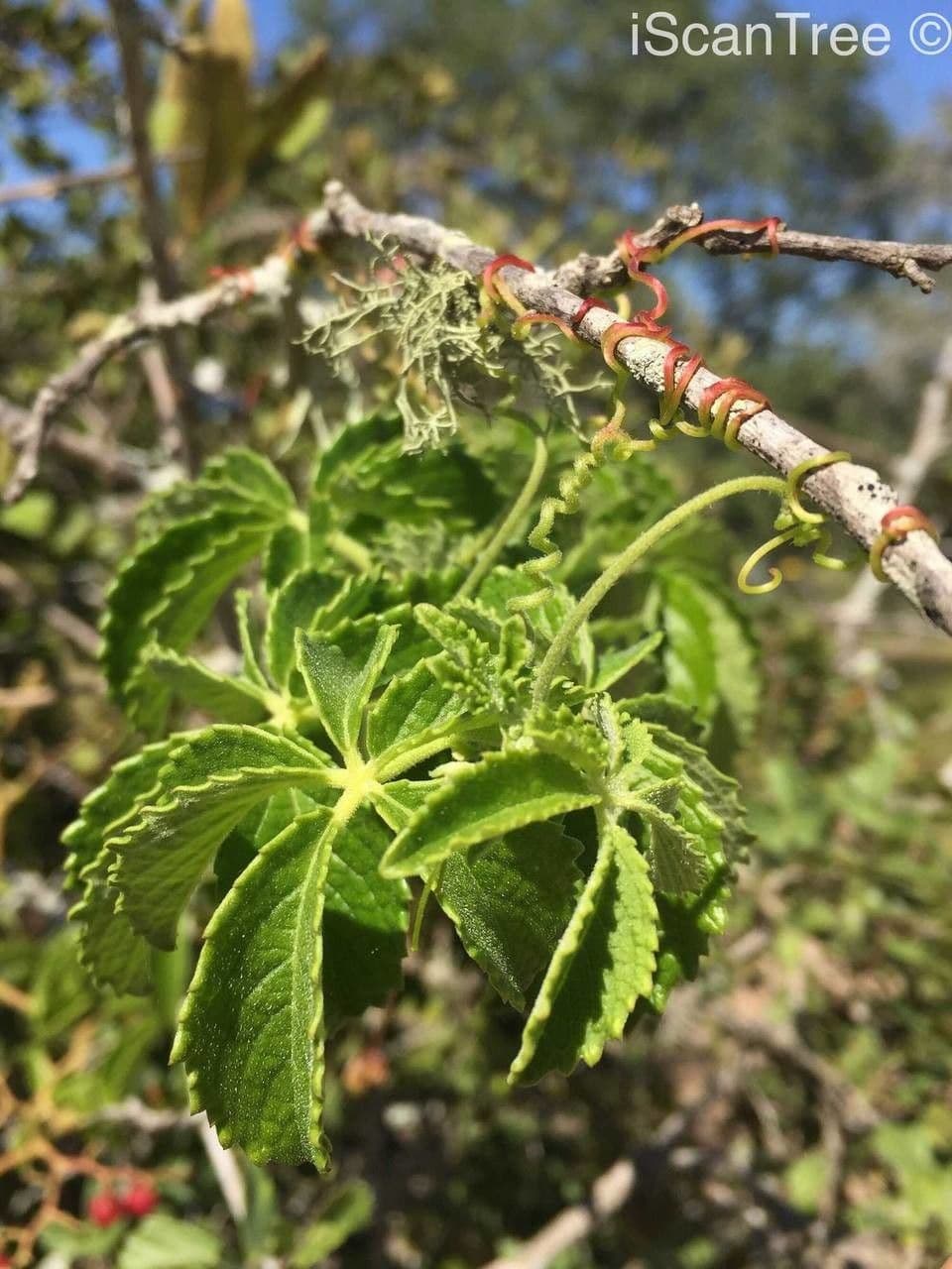 Cyphostemma 9