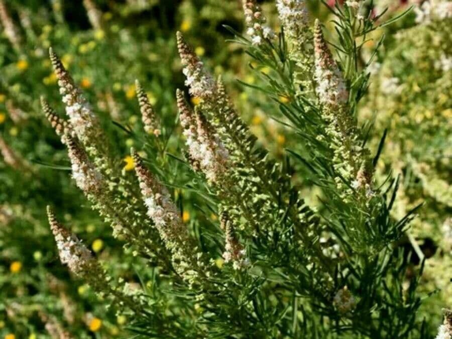 Reseda