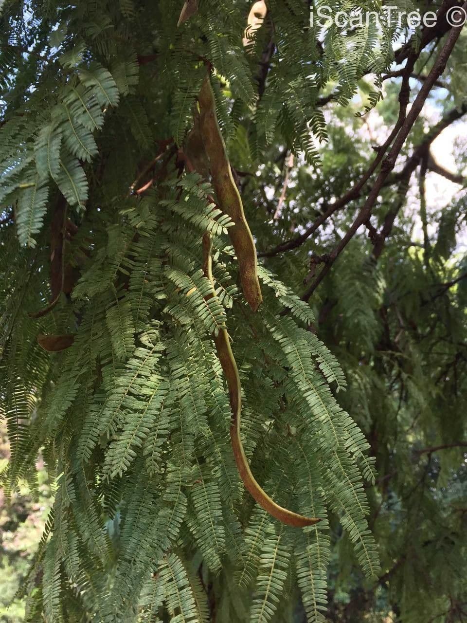 Senegalia 16