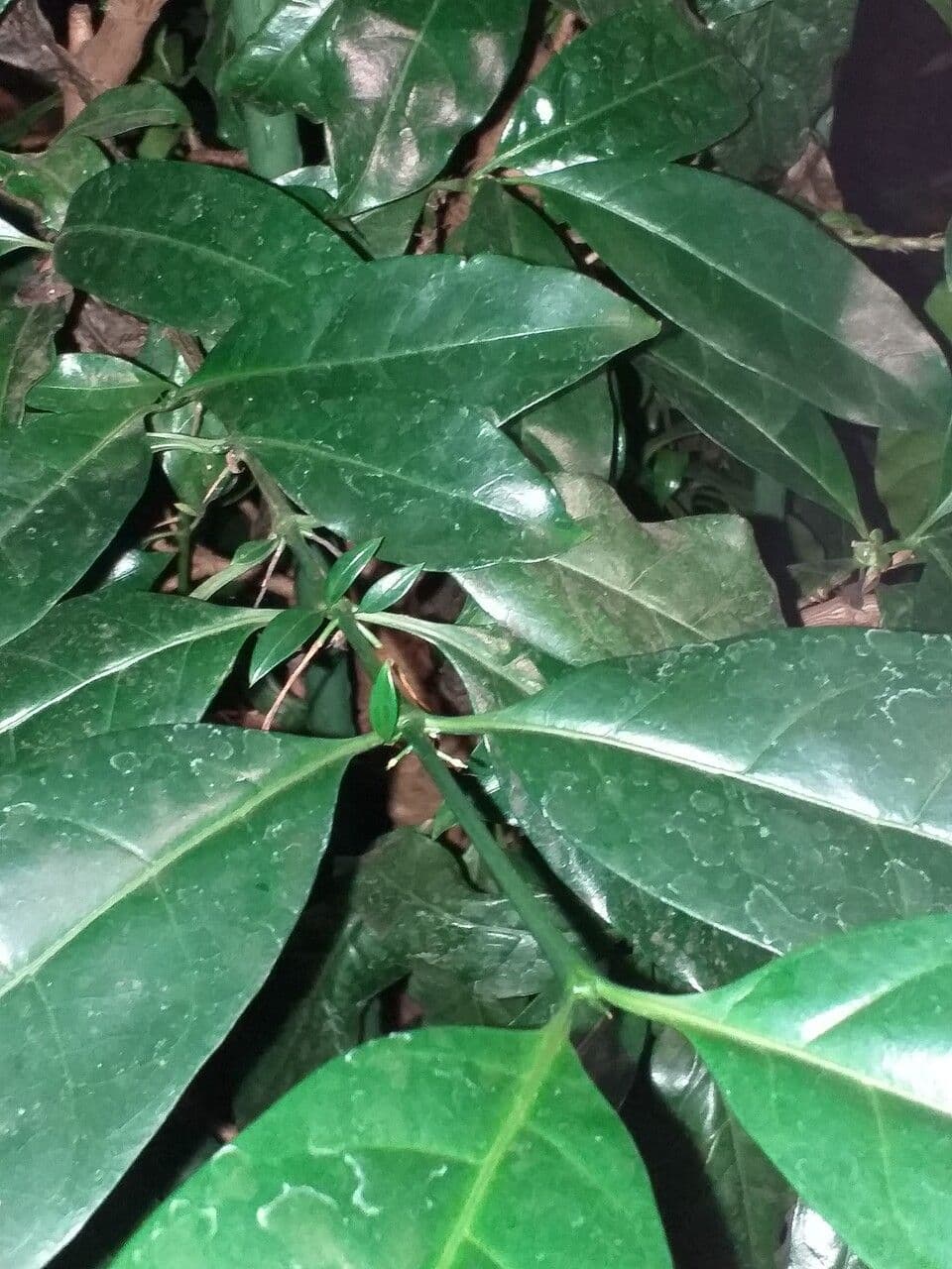 Didymosalpinx 3