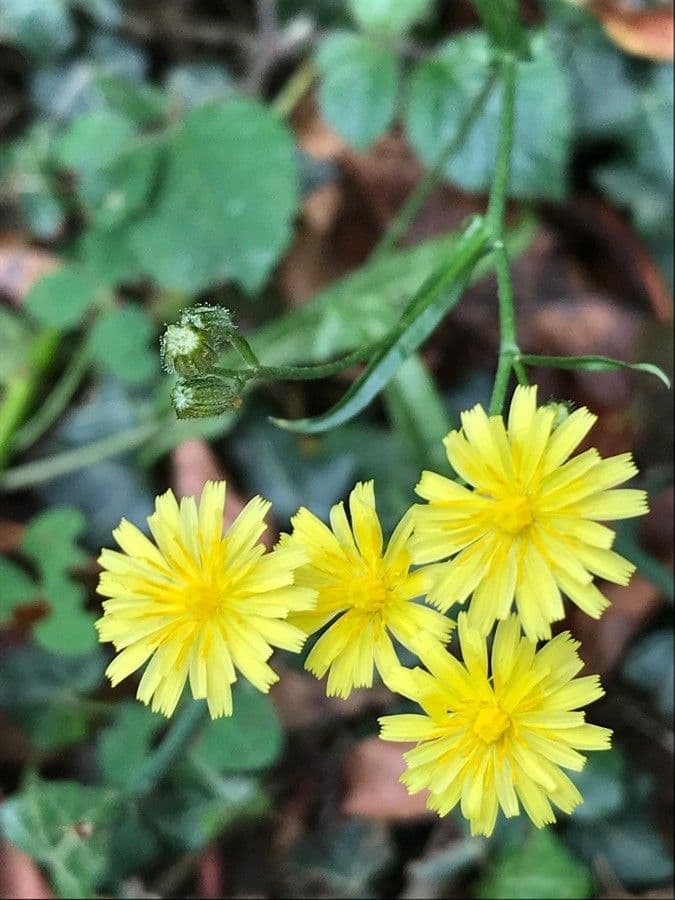 Radicchiella capillare 7