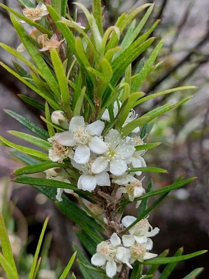 Variable tea-myrtle 3