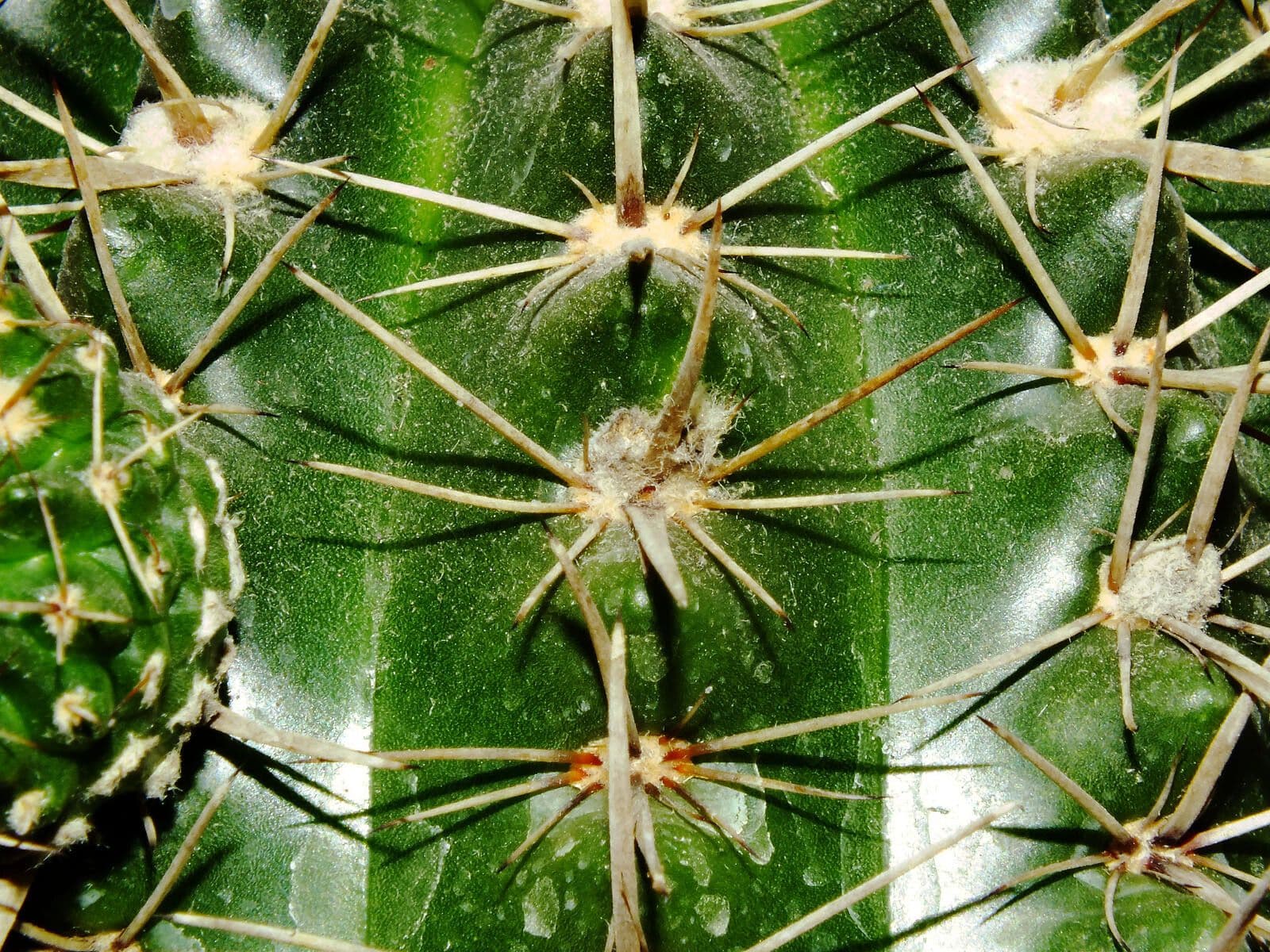 Thelocactus setispinus 13