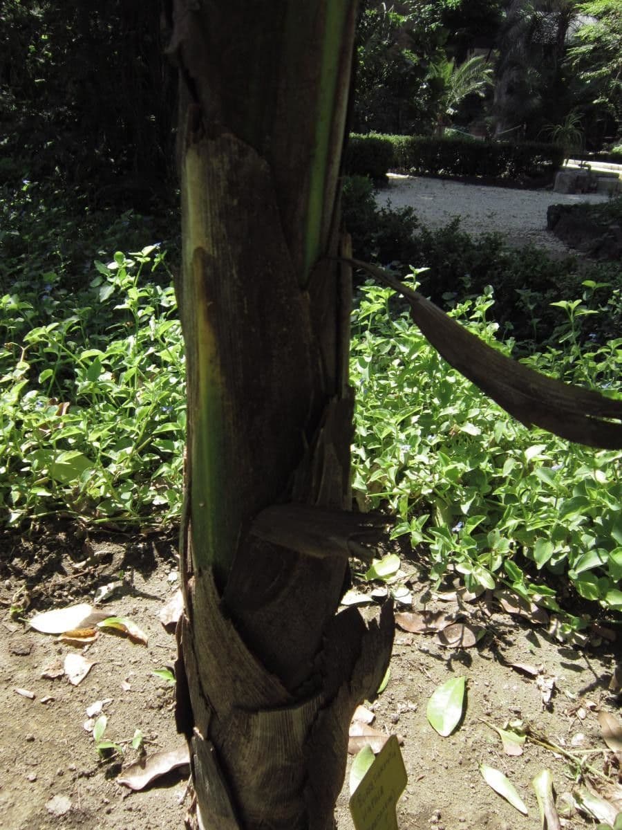 Burretiokentia hapala 4