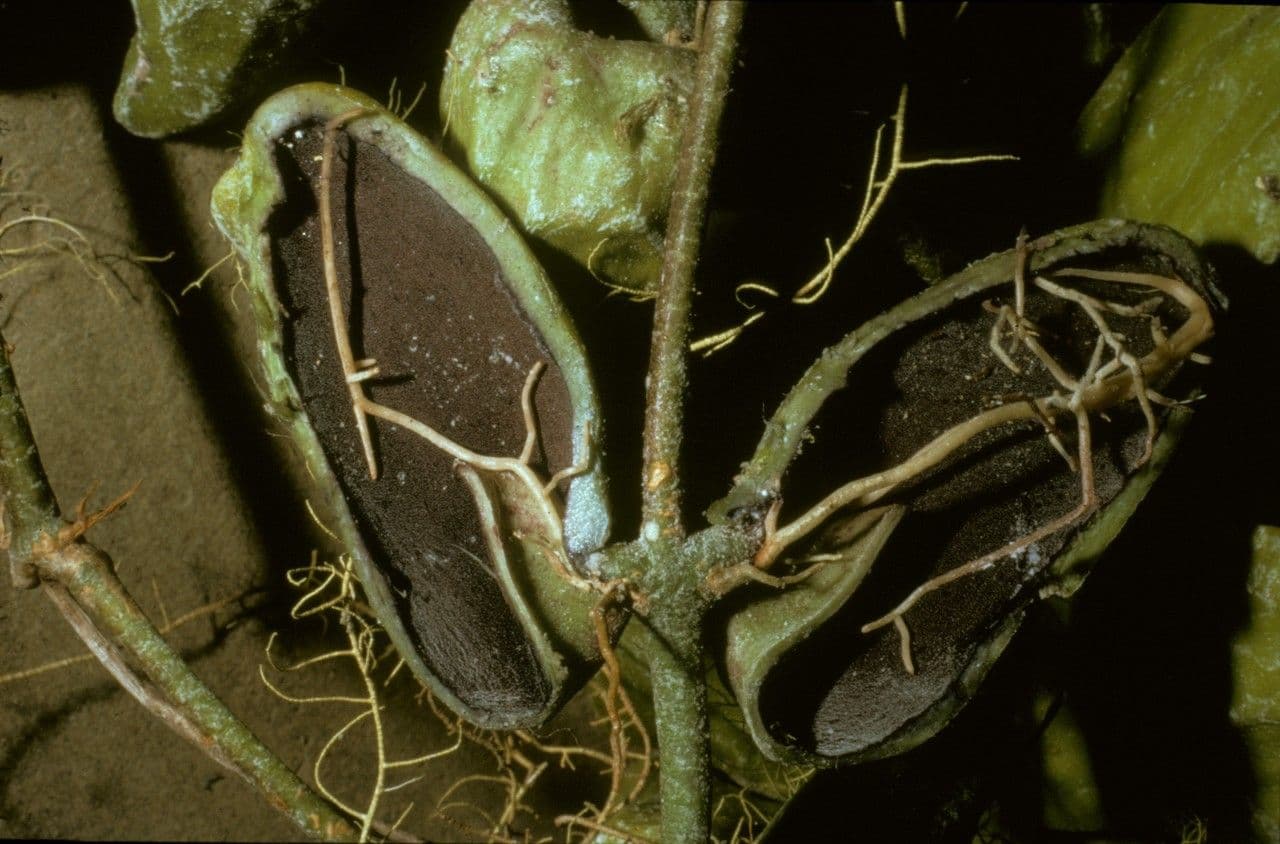 Dischidia 8