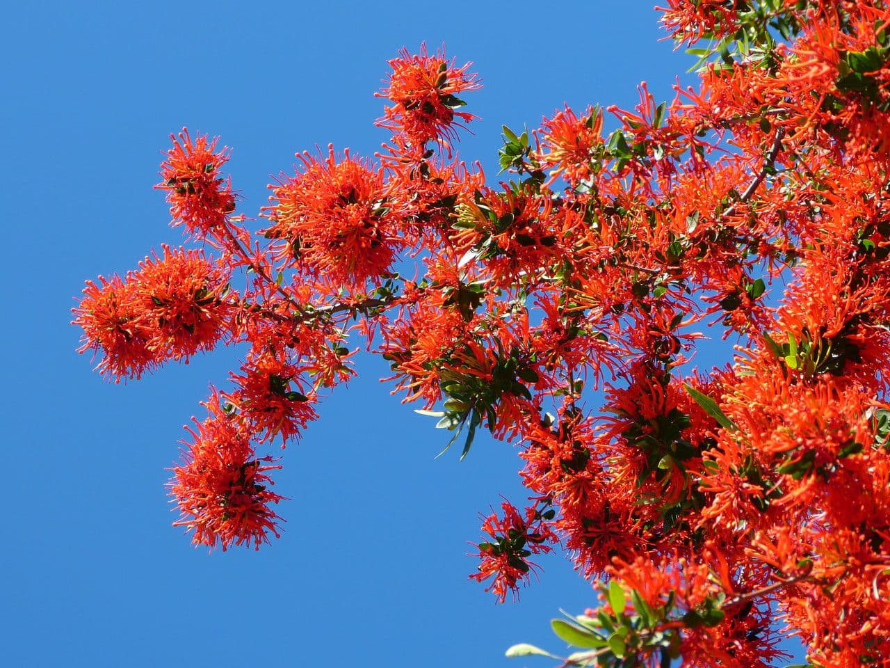 Embothrium 27