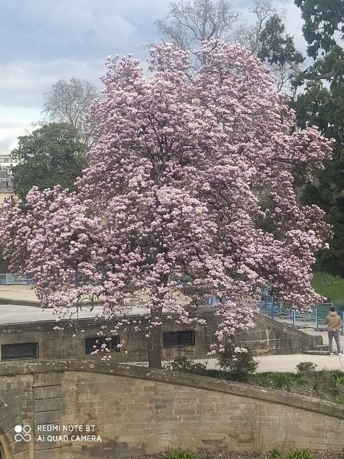 Tabebuia 10